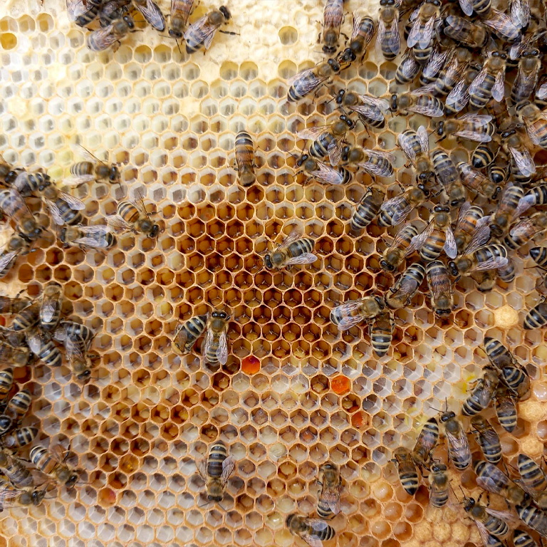 Messebauer bee GmbH - Bienenpatenschaft 04
